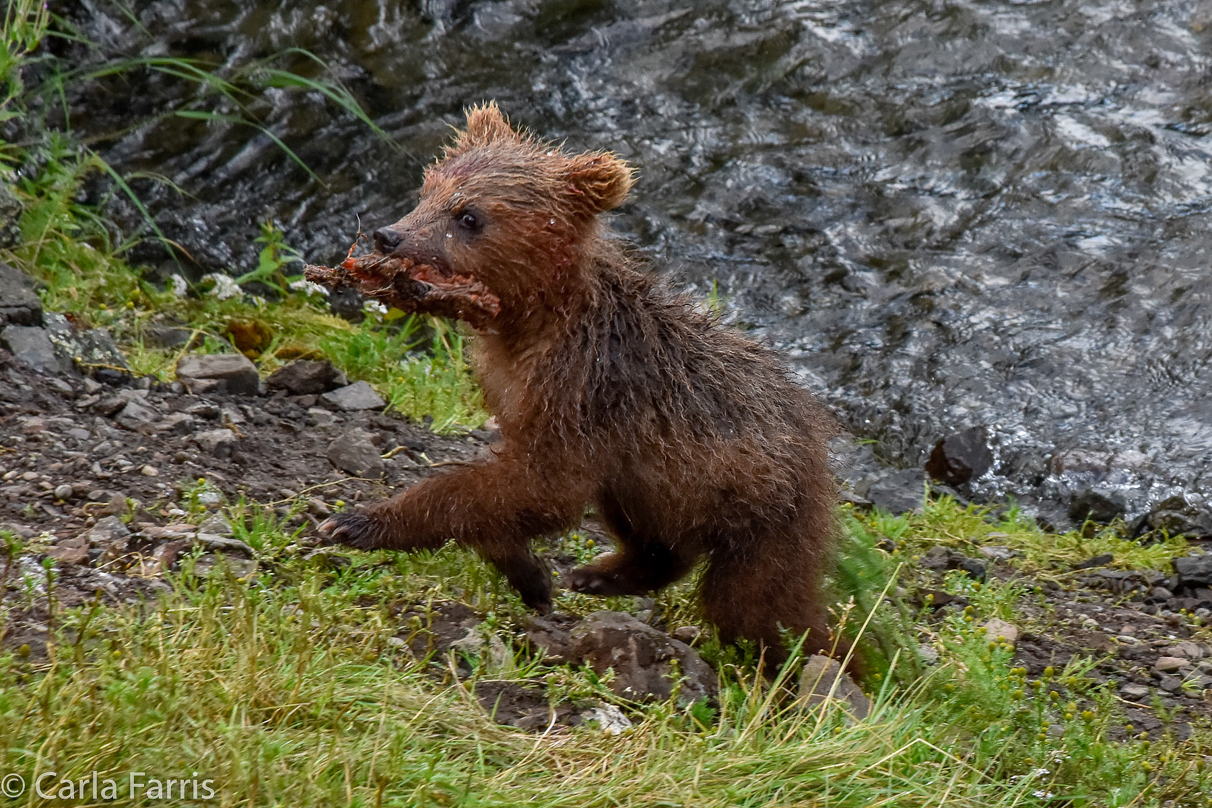 Grazer's (128) Cubs