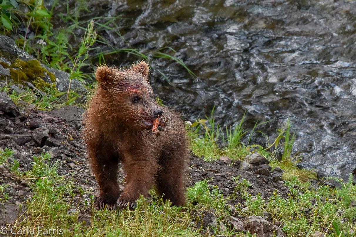 Grazer's (128) Cubs