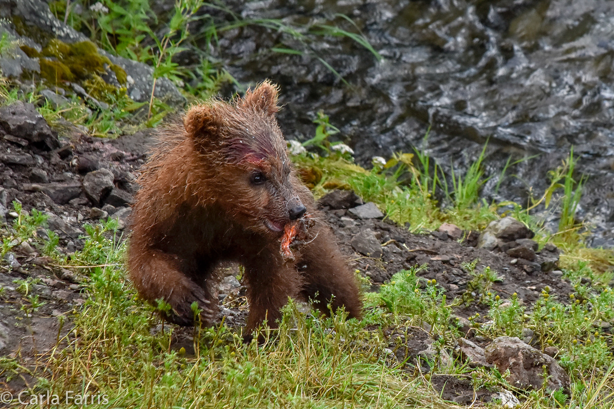 Grazer's (128) Cubs