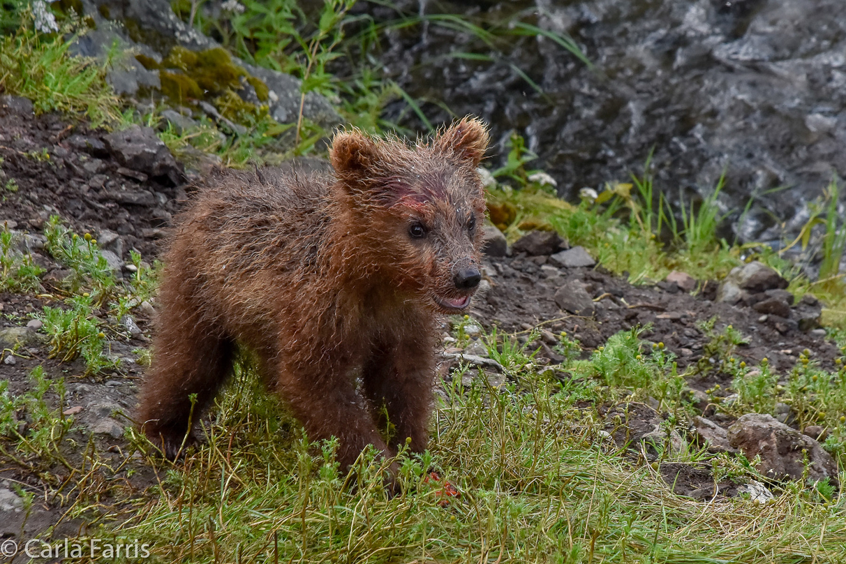 Grazer's (128) Cubs