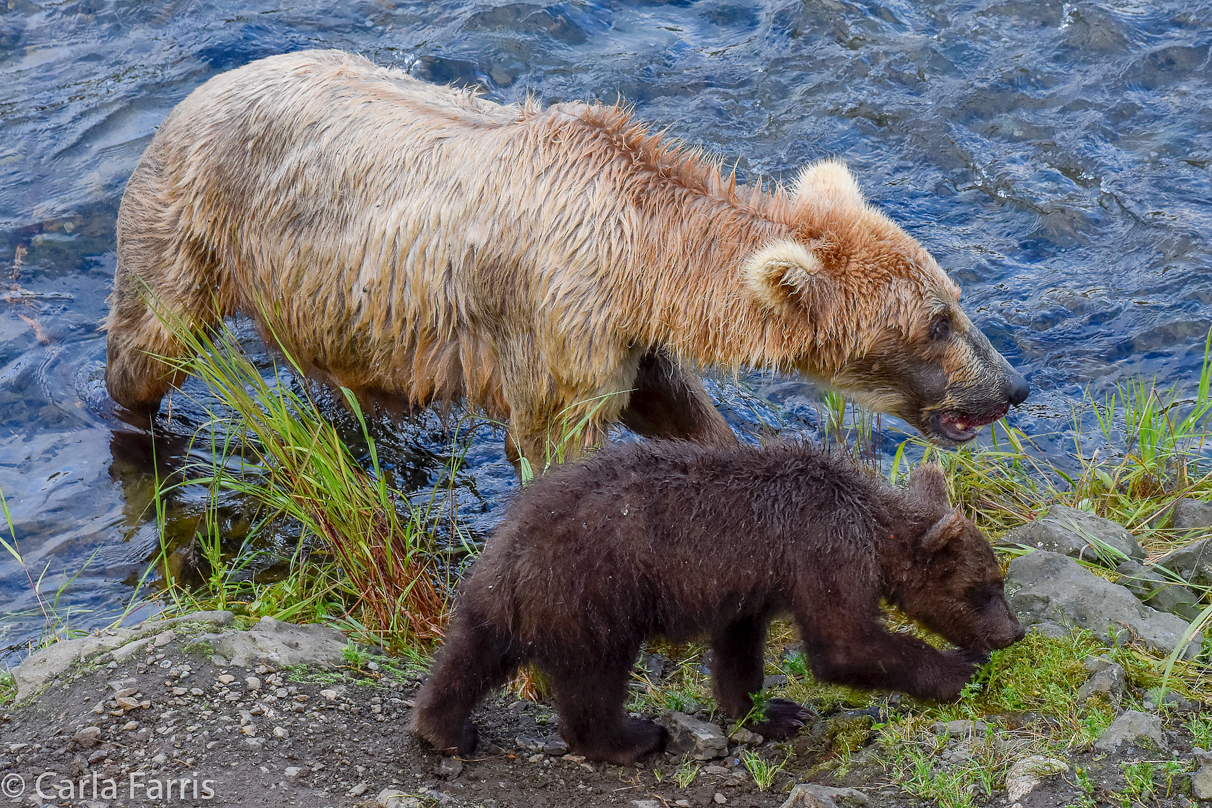 Grazer (128) & Cubs