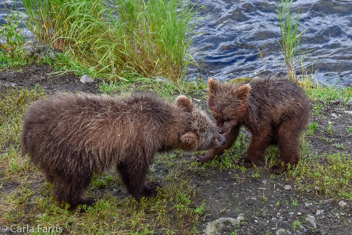 Grazer's (128) Cubs