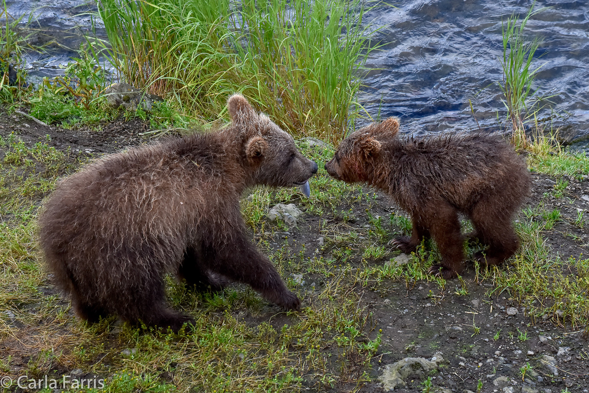 Grazer's (128) Cubs