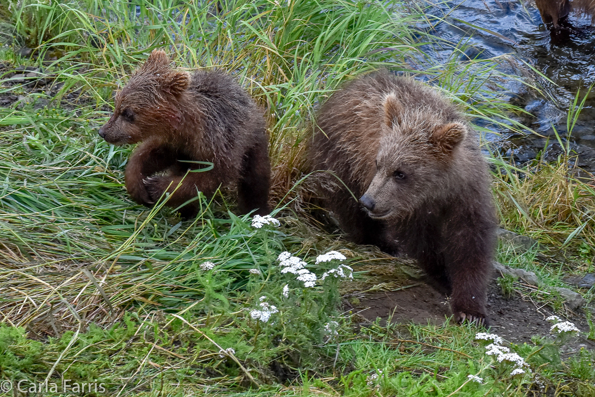 Grazer (128) & Cubs