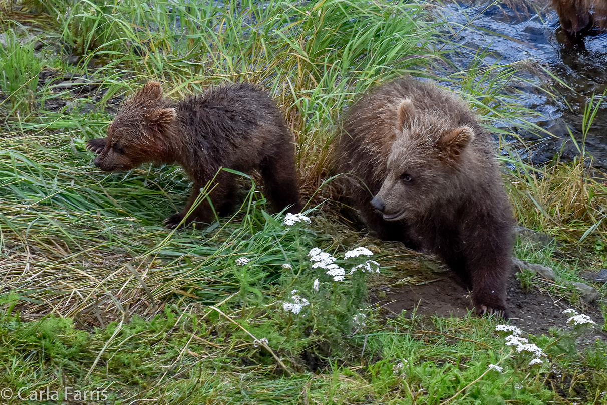 Grazer (128) & Cubs