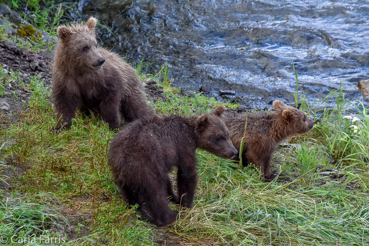 Grazer's (128) Cubs