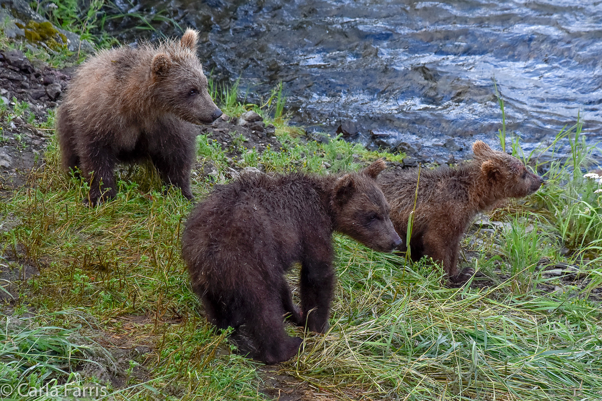 Grazer's (128) Cubs