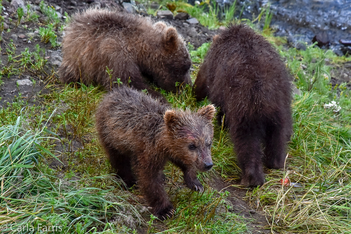 Grazer's (128) Cubs