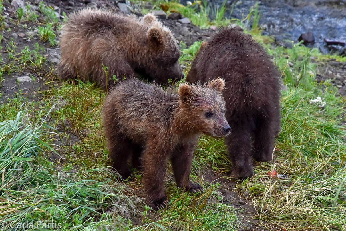 Grazer's (128) Cubs