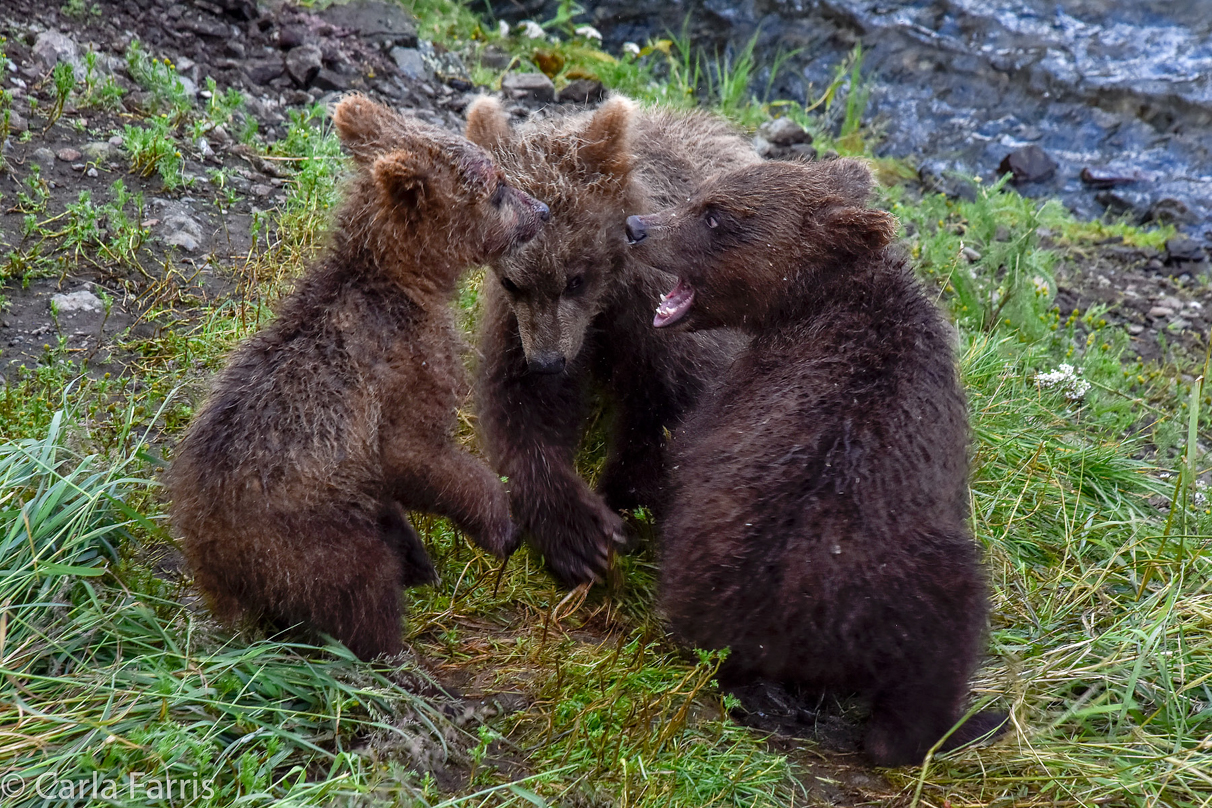 Grazer's (128) Cubs