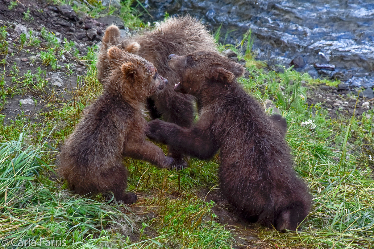 Grazer's (128) Cubs