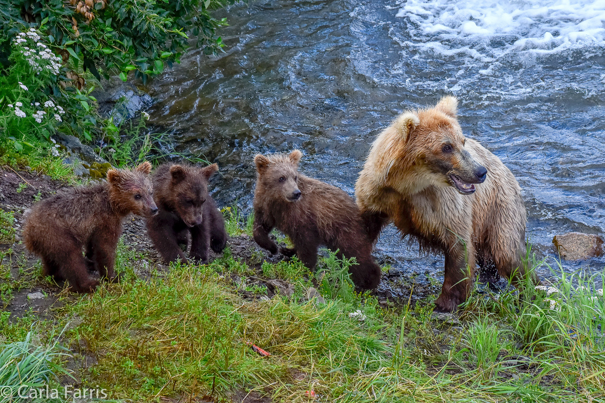 Grazer (128) & Cubs