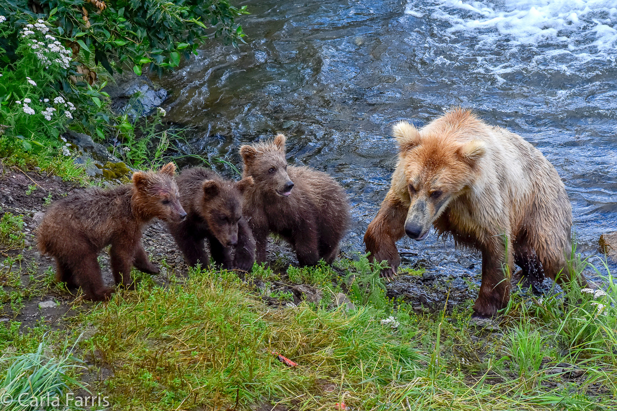 Grazer (128) & Cubs