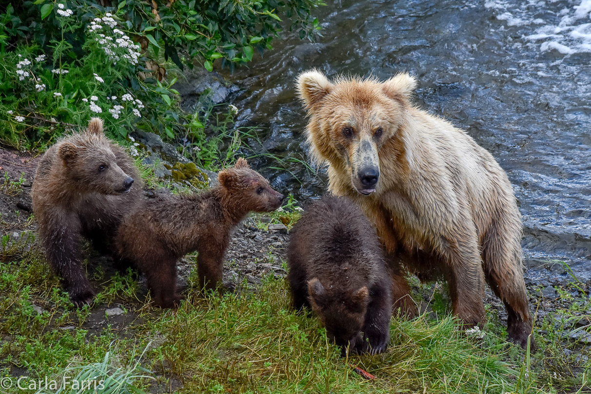 Grazer (128) & Cubs