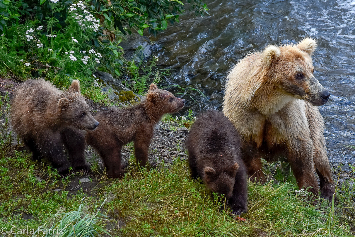 Grazer (128) & Cubs