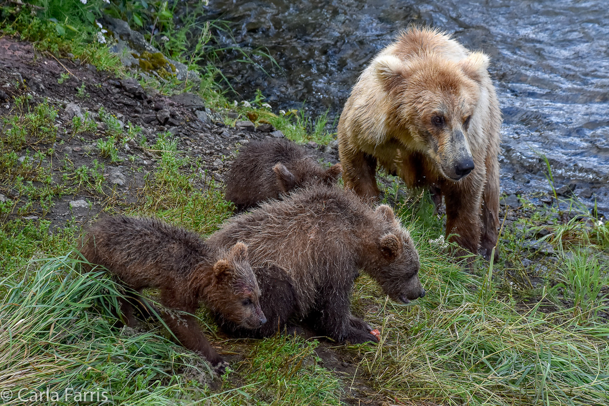 Grazer (128) & Cubs