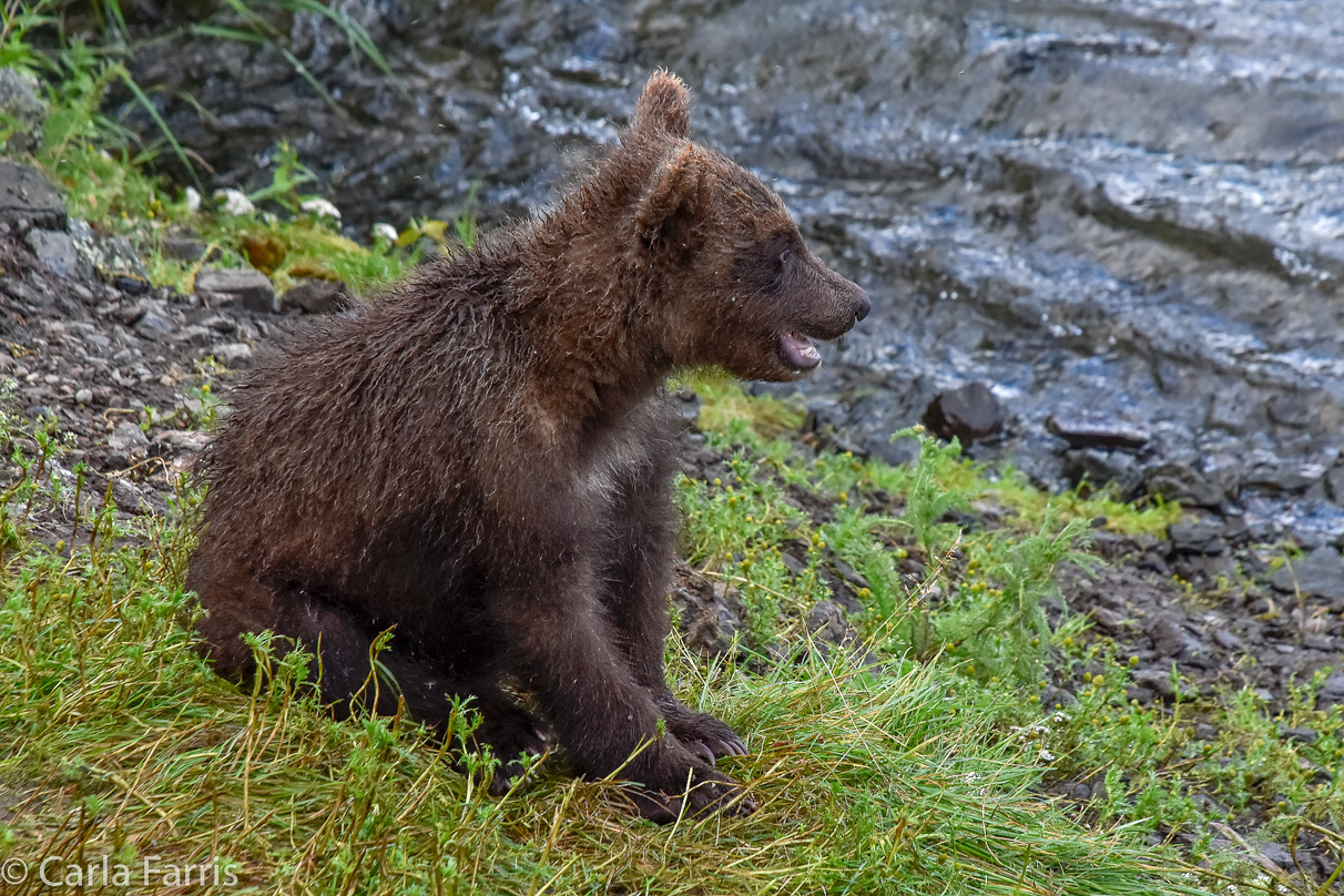 Grazer's (128) Cubs