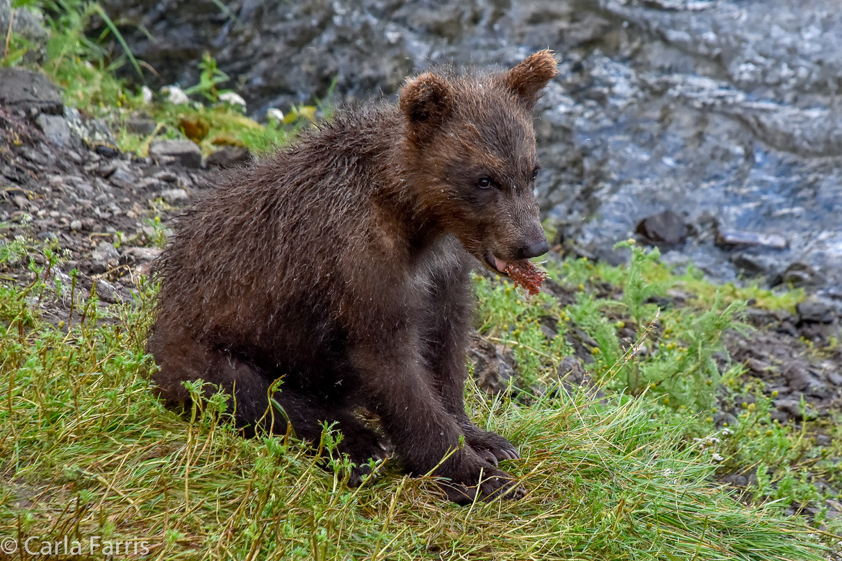 Grazer's (128) Cubs