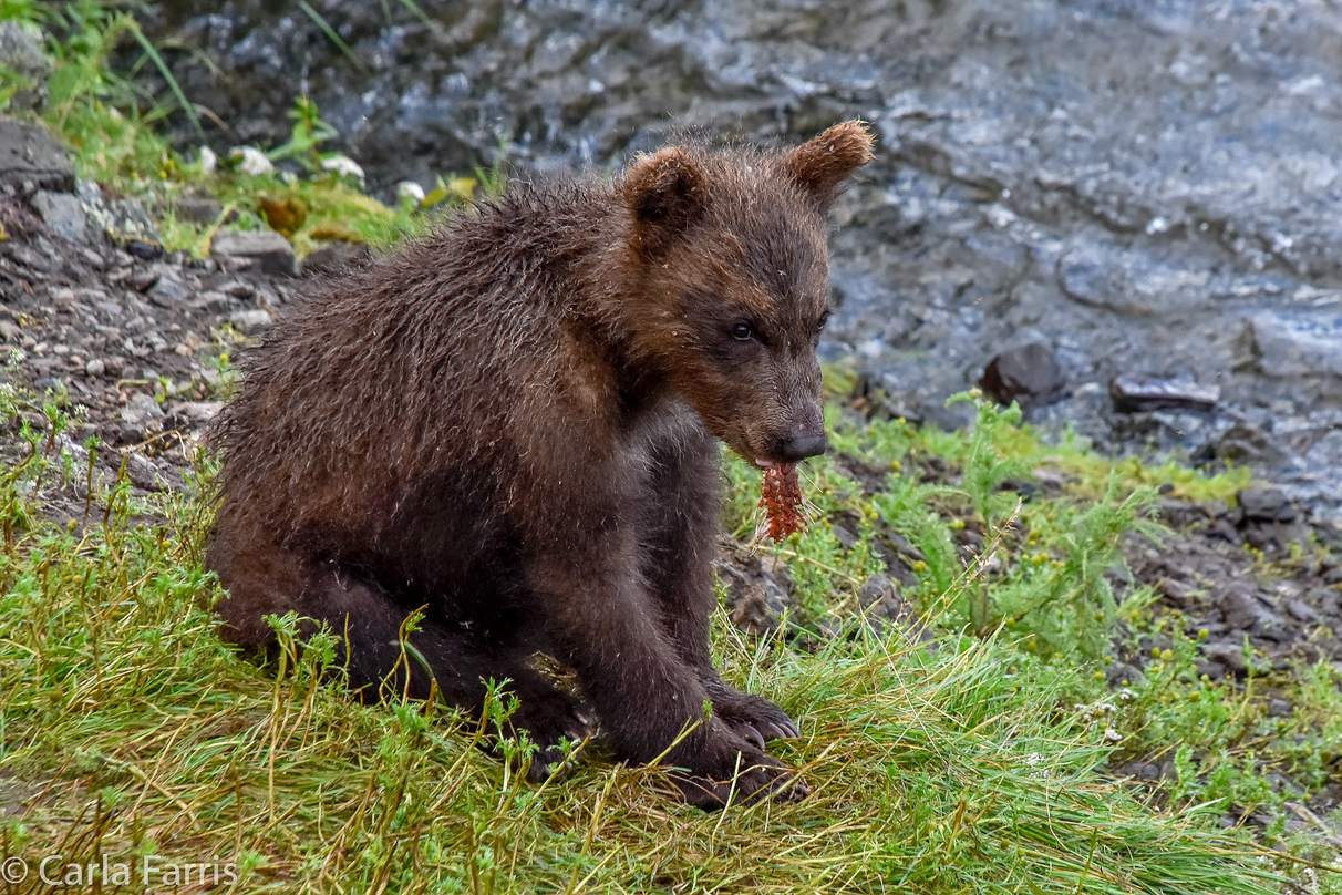 Grazer's (128) Cubs