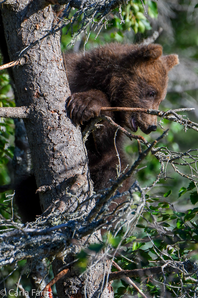 Grazer (128) cub(s)