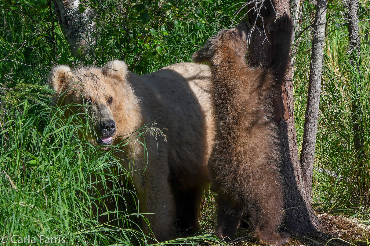 Grazer (128) cub(s)