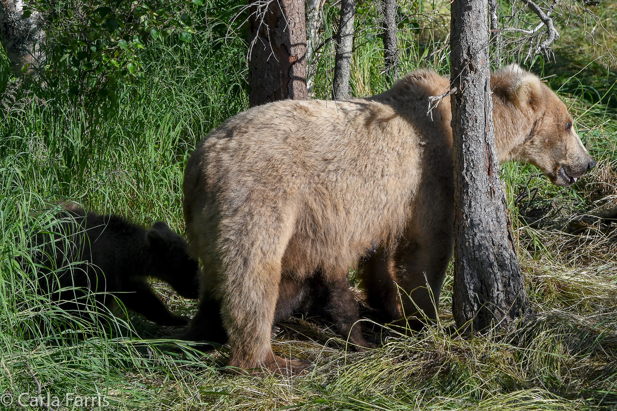 Grazer (128) & cubs