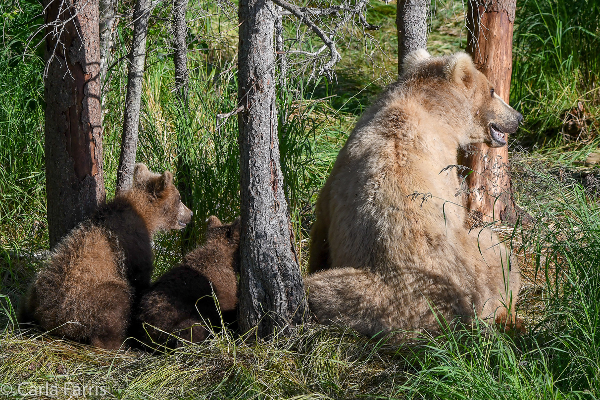 Grazer (128) & cubs