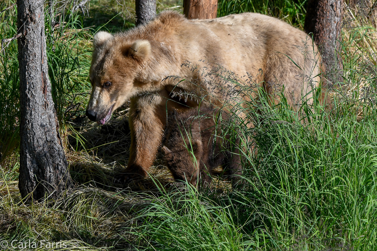 Grazer (128) & cubs