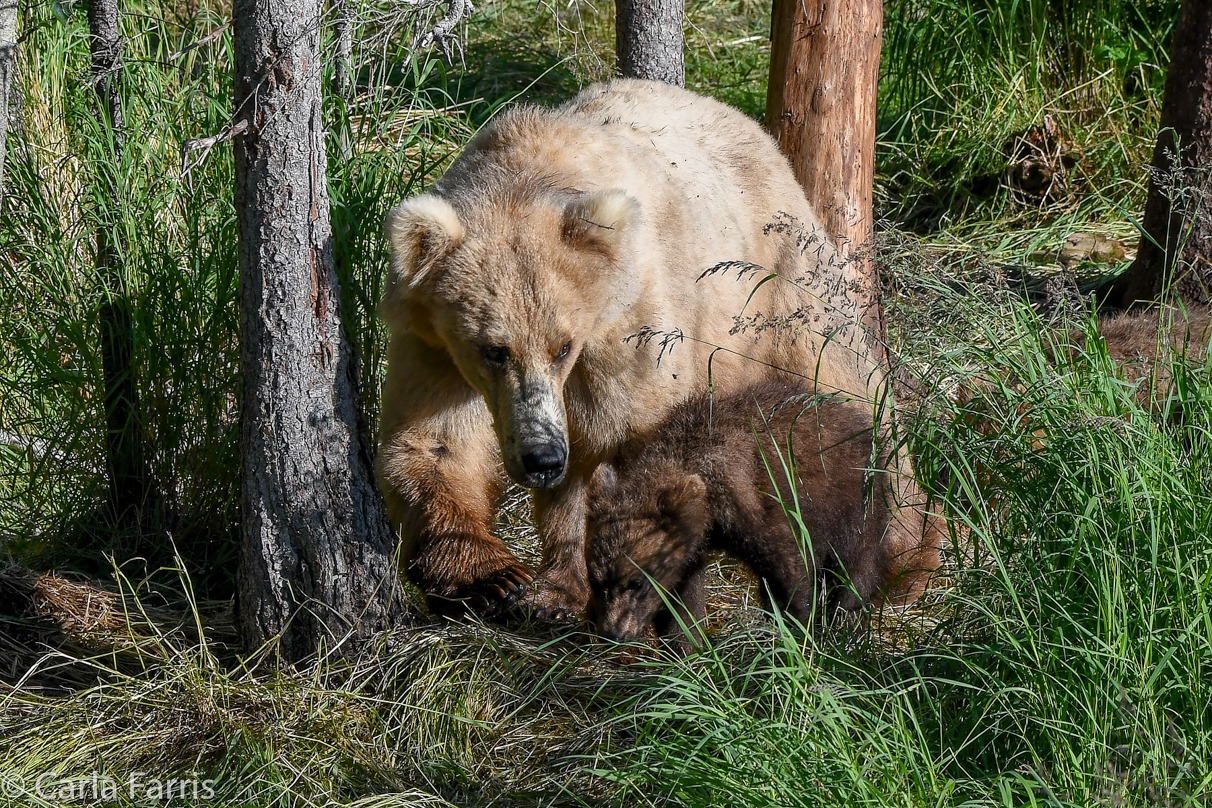 Grazer (128) & cubs