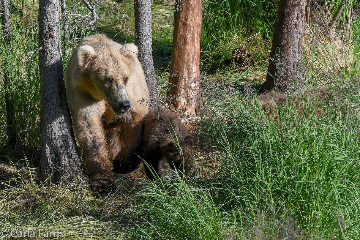 Grazer (128) & cubs