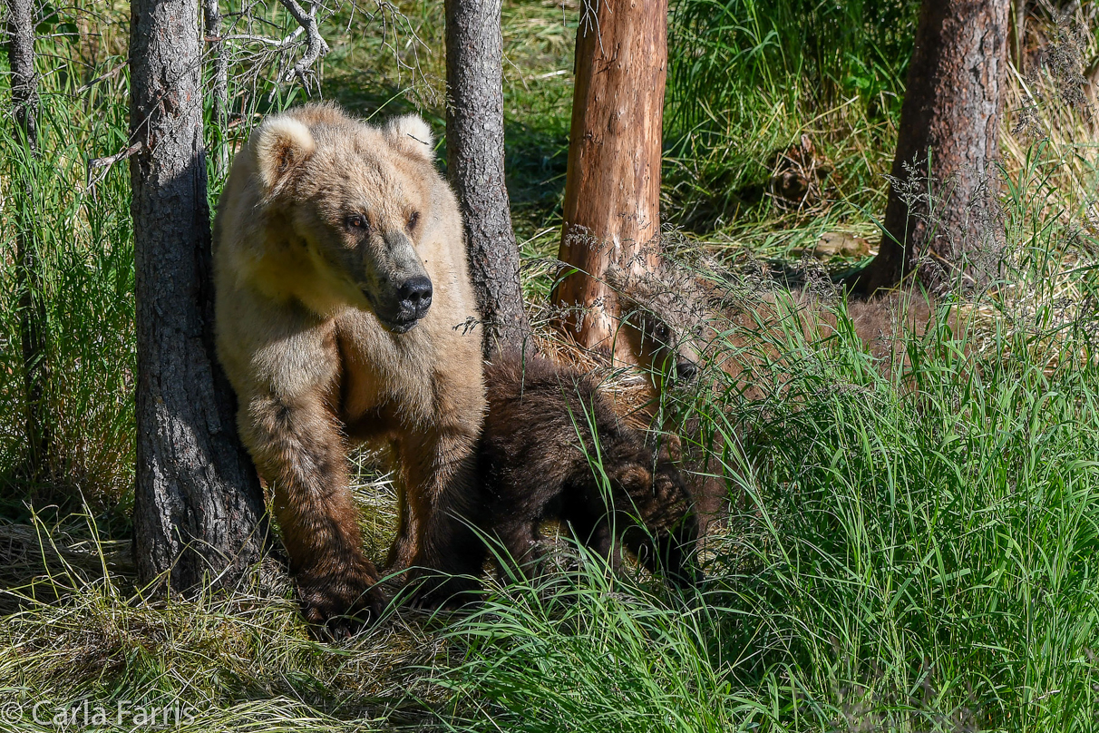 Grazer (128) & cubs