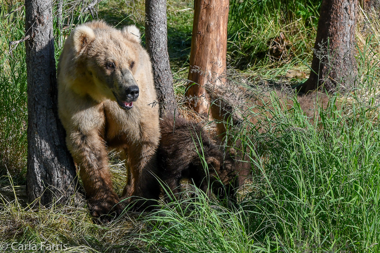 Grazer (128) & cubs