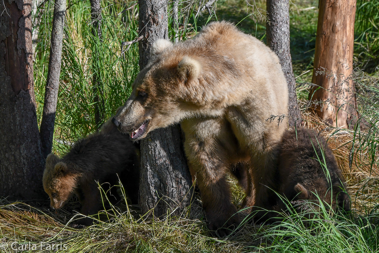 Grazer (128) & cubs