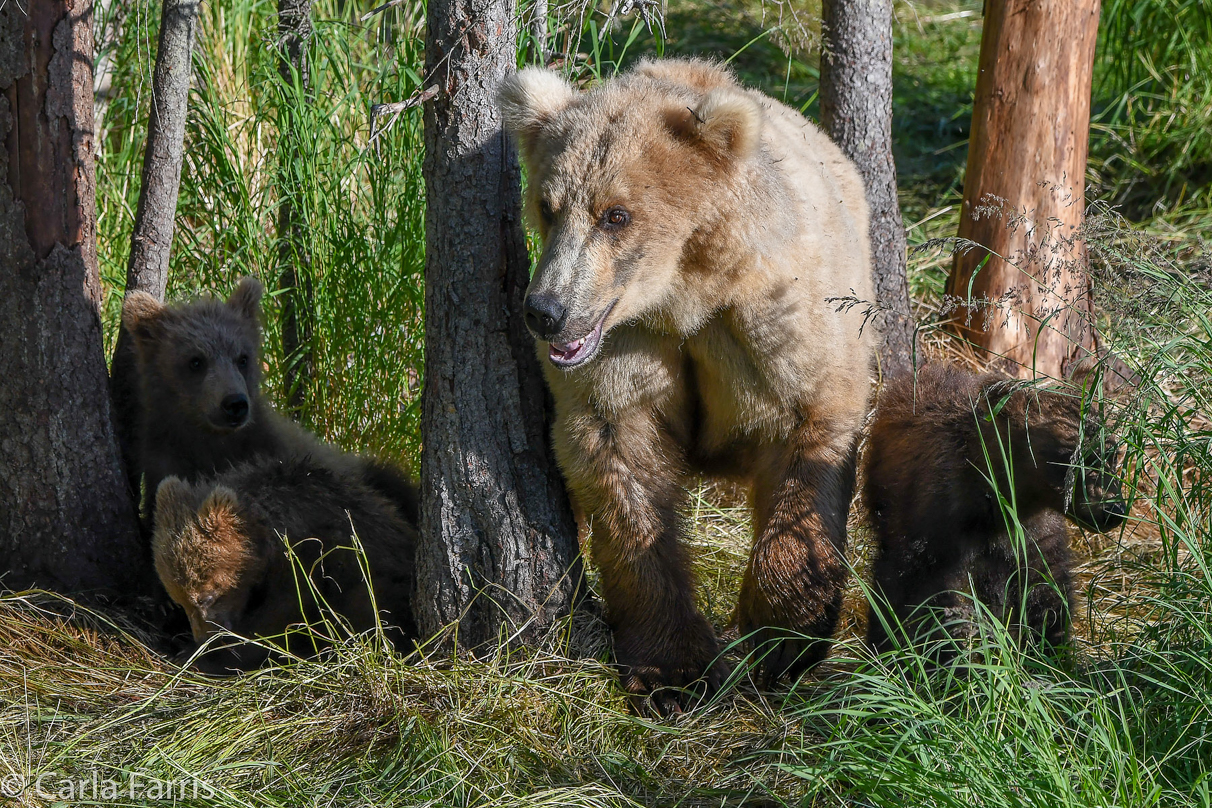 Grazer (128) & cubs