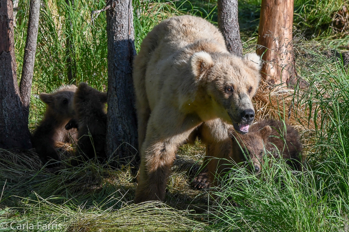 Grazer (128) & cubs