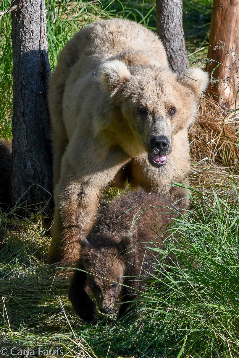 Grazer (128) & cubs