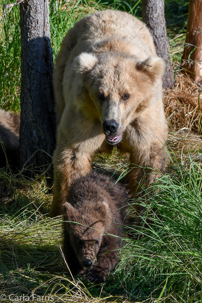 Grazer (128) & cubs