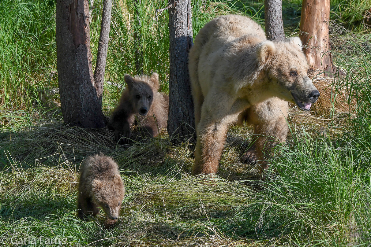 Grazer (128) & cubs