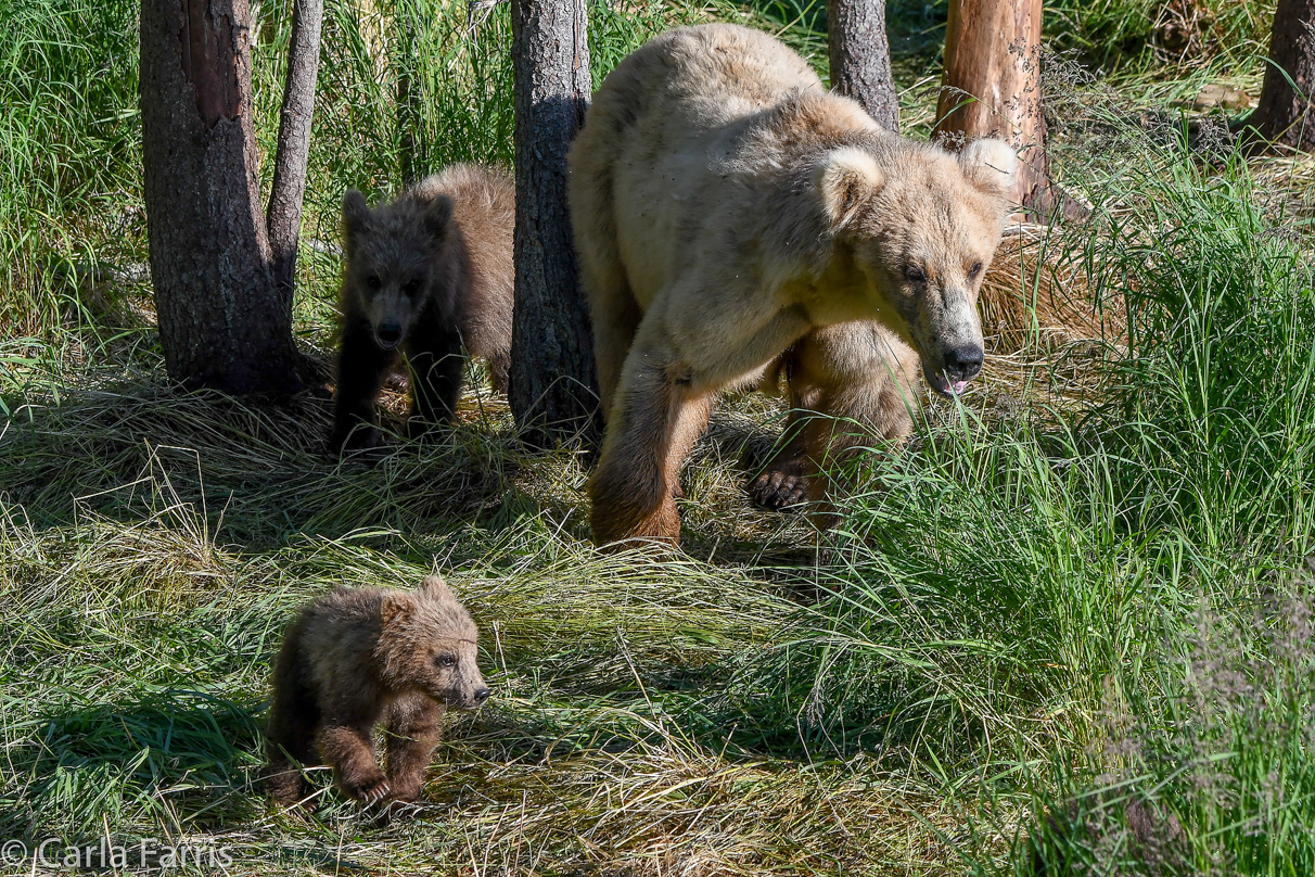 Grazer (128) & cubs