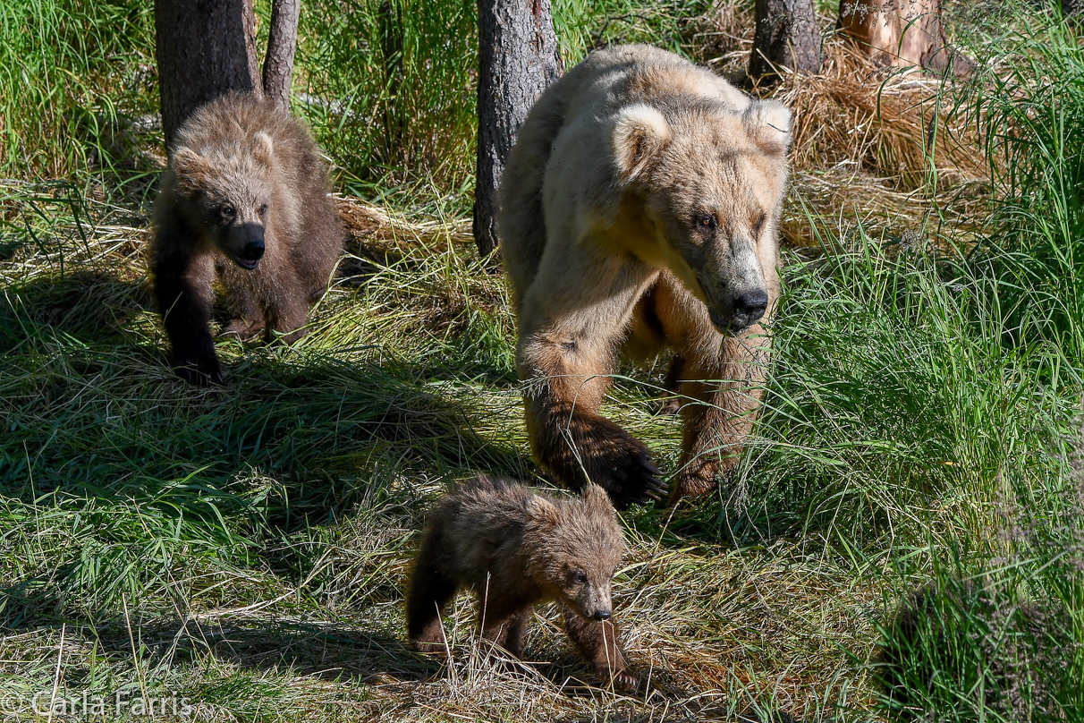 Grazer (128) & cubs