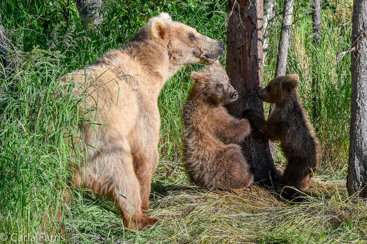 Grazer (128) & cubs