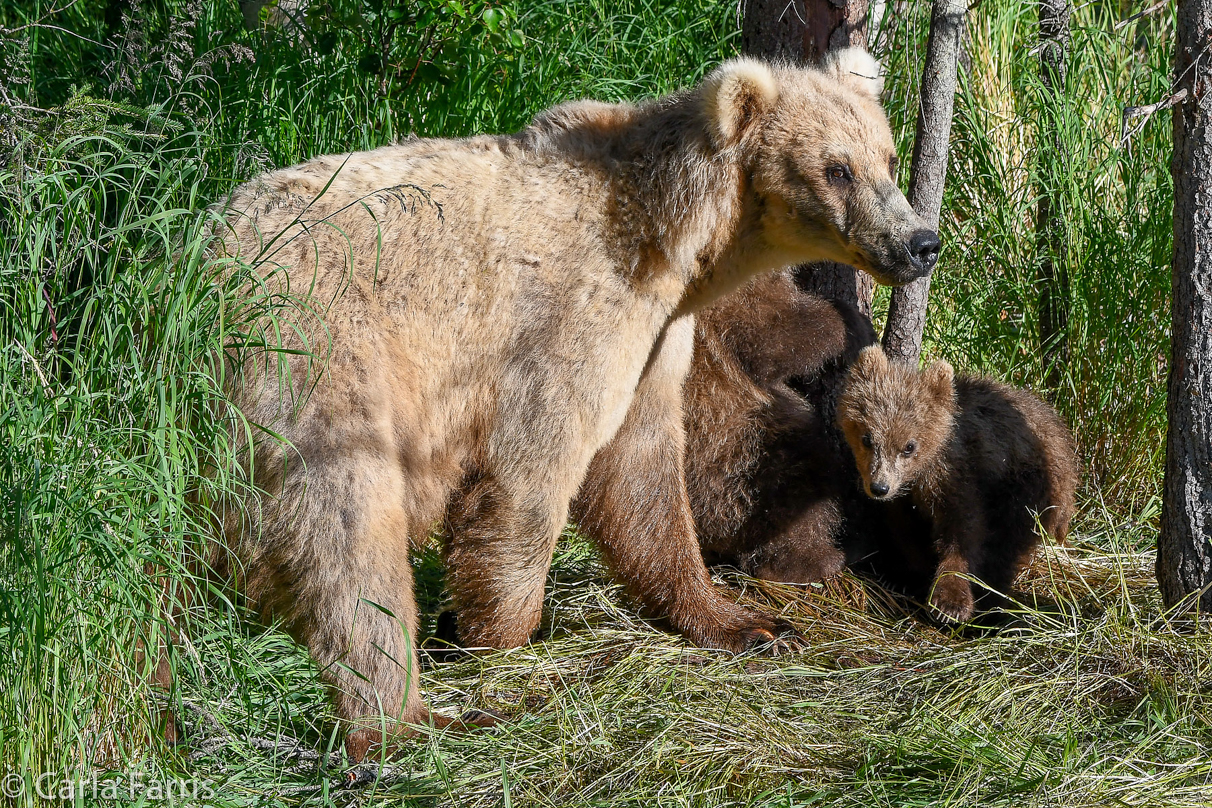 Grazer (128) & cubs