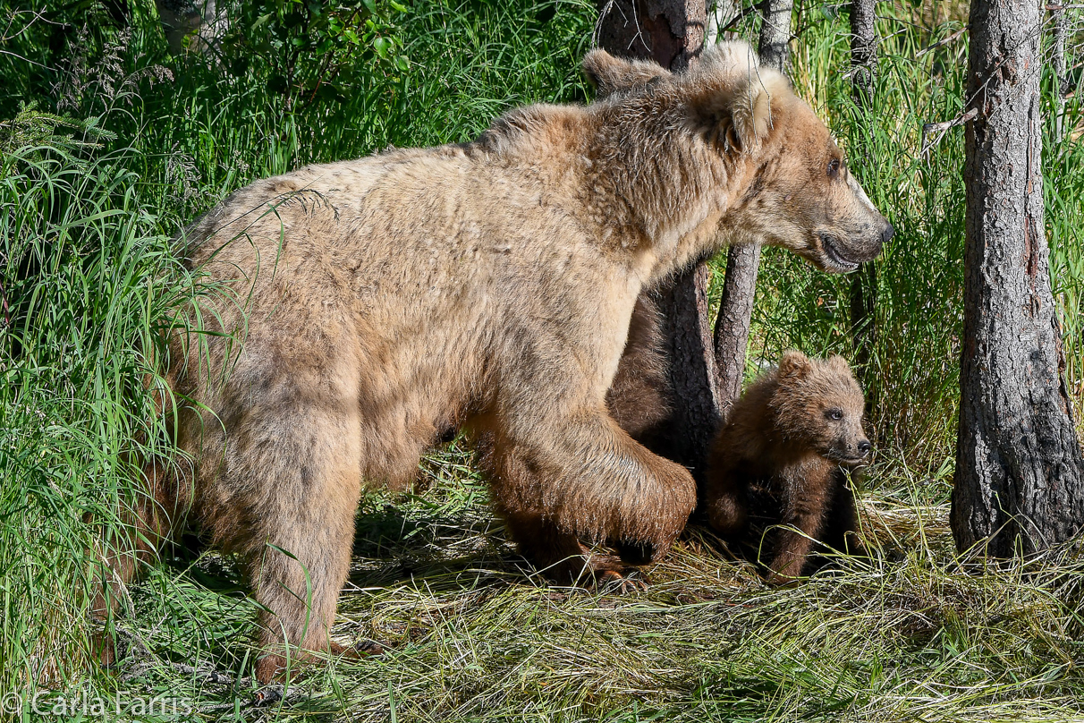 Grazer (128) & cubs