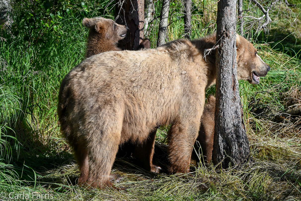 Grazer (128) & cubs