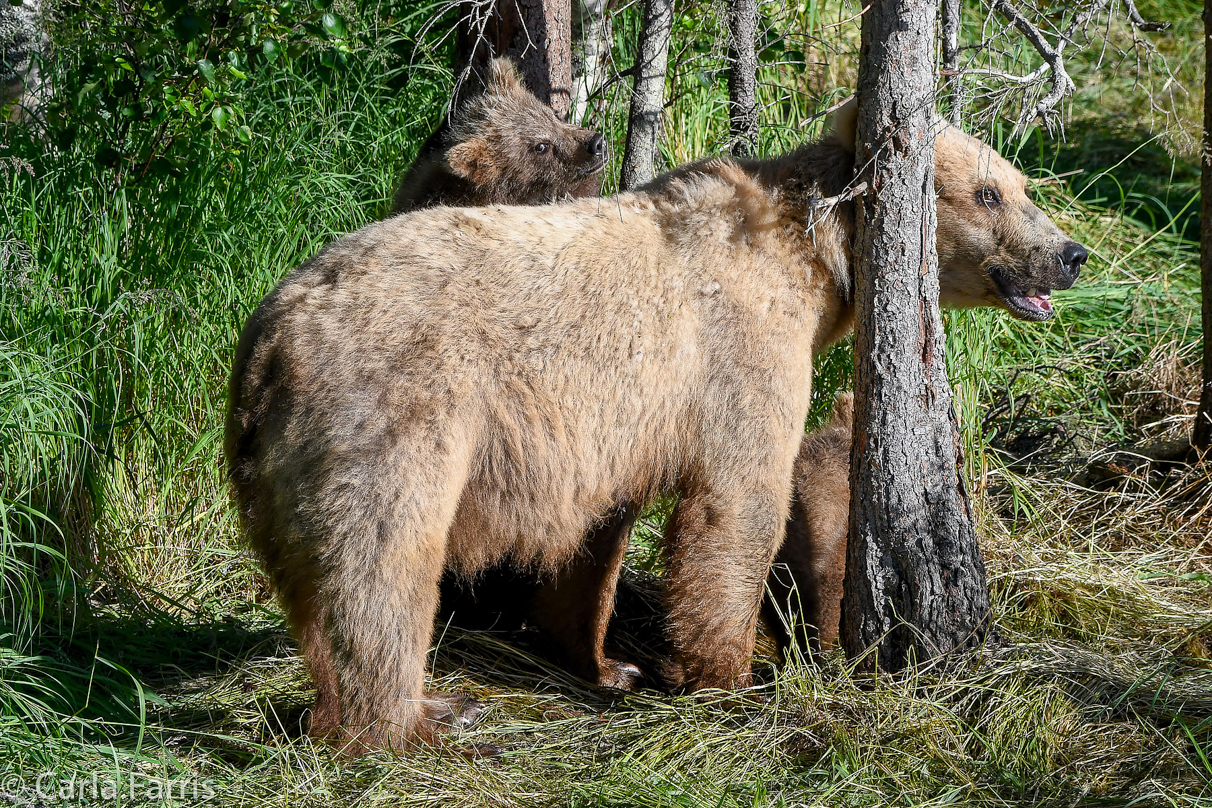 Grazer (128) & cubs