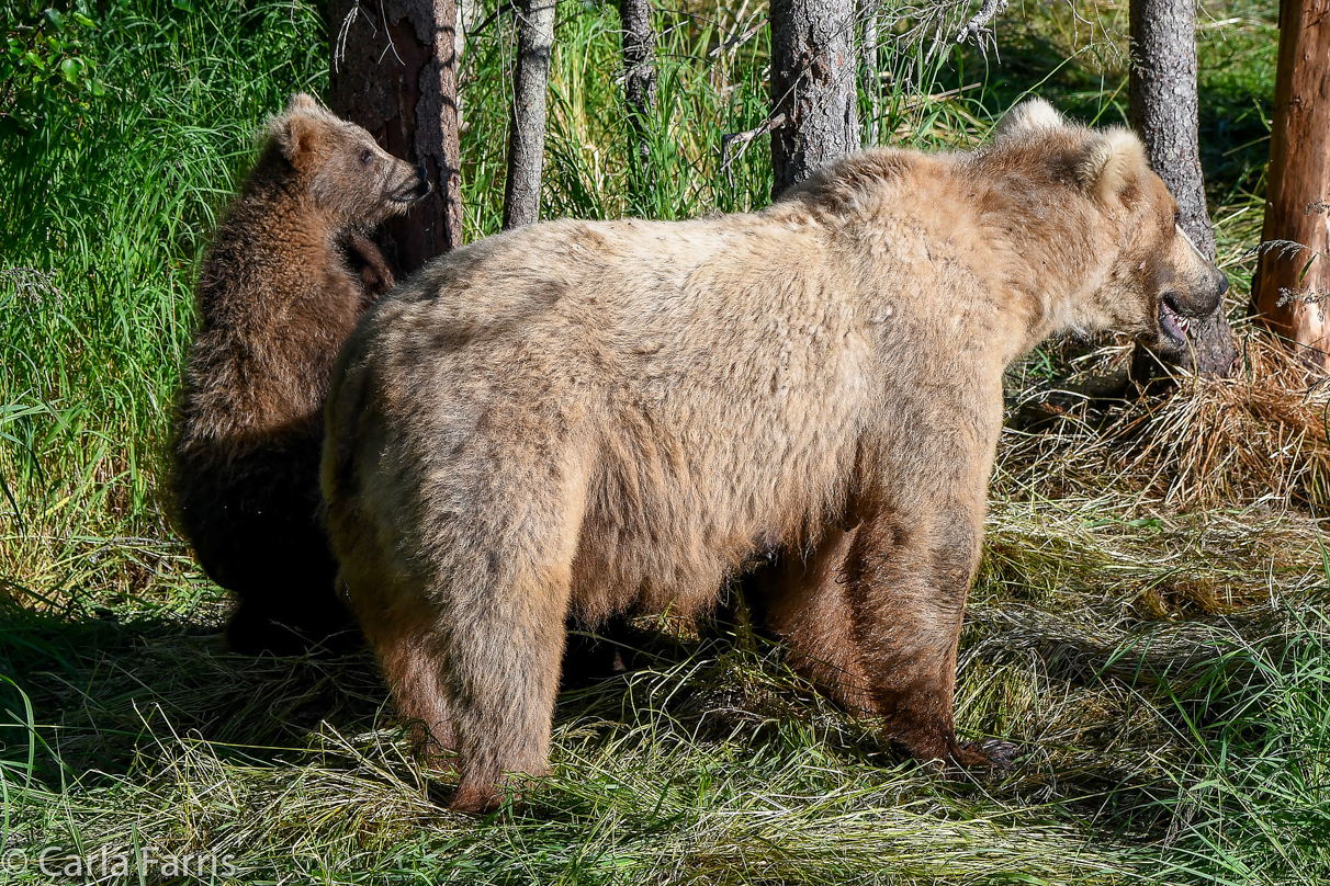 Grazer (128) & cubs