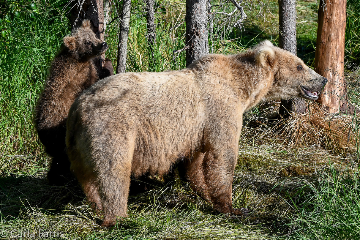 Grazer (128) & cubs