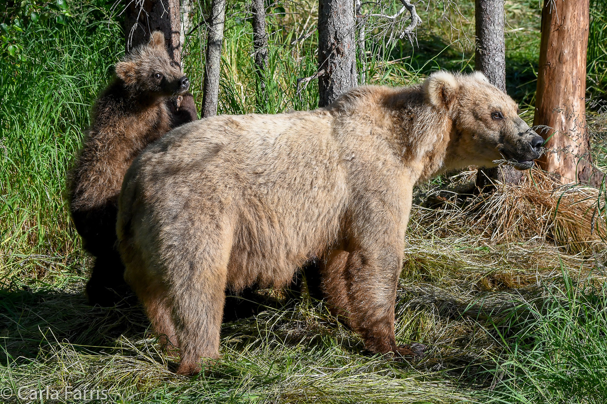 Grazer (128) & cubs