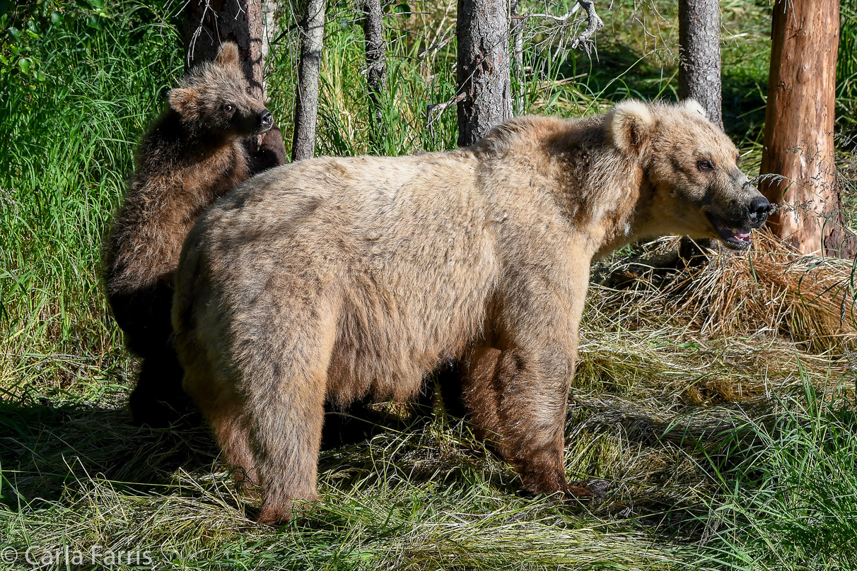 Grazer (128) & cubs