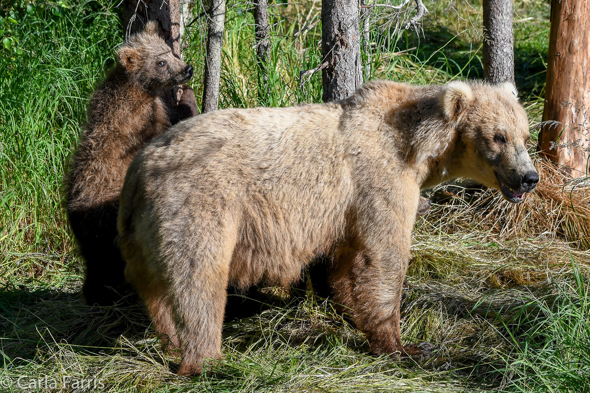 Grazer (128) & cubs